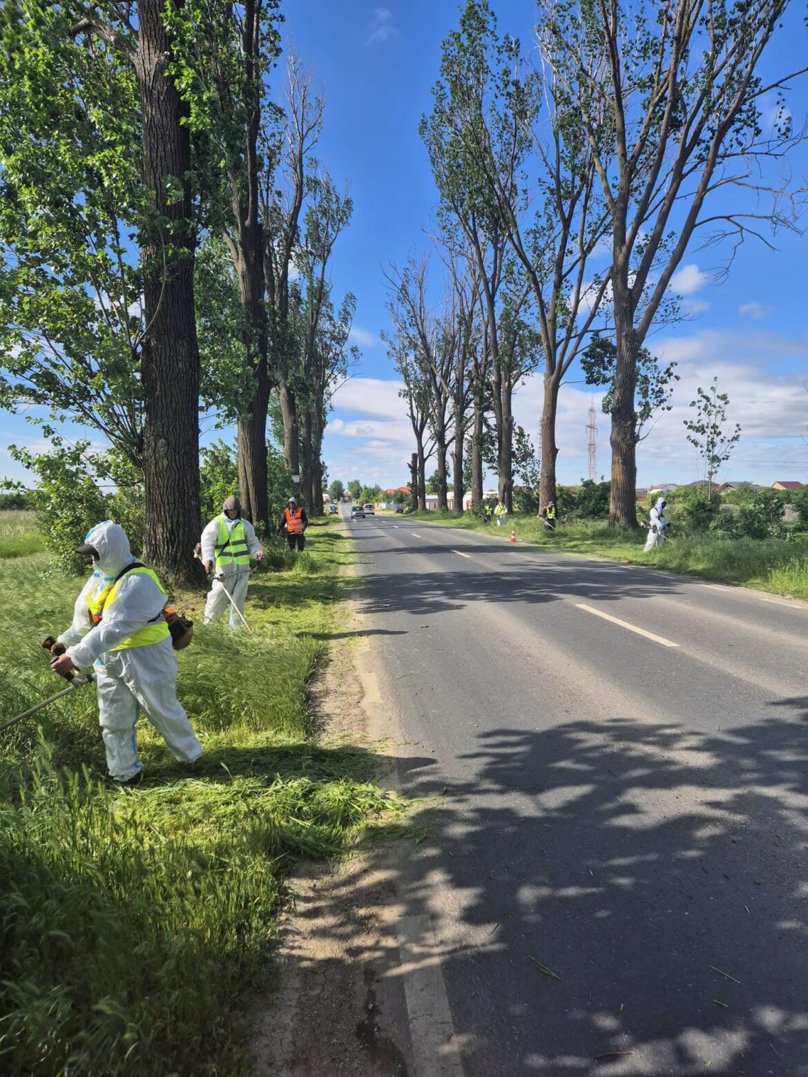 Amplă acțiune de combatere și distrugere a ambroziei în județul Ilfov